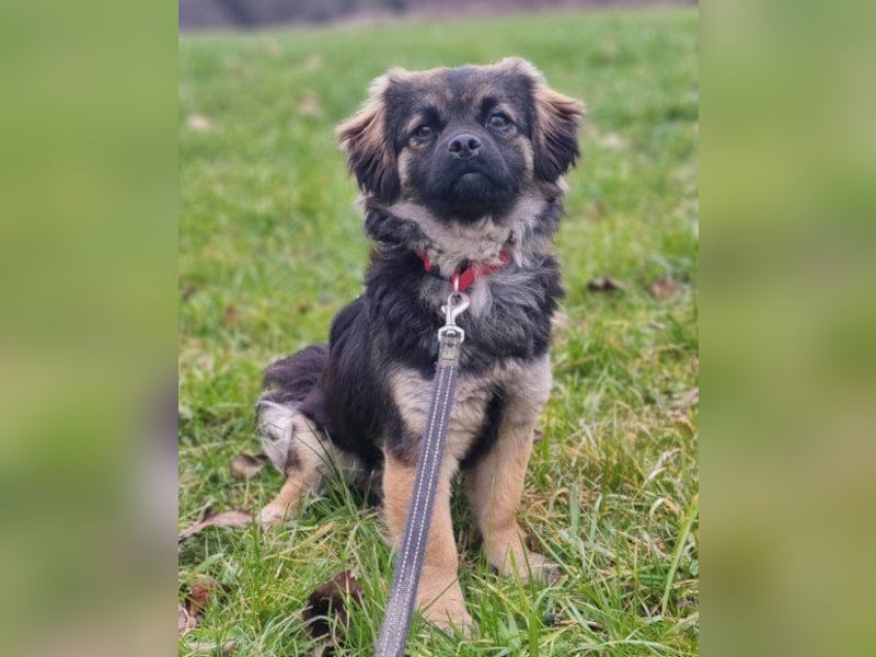 Kleine, feine ♥Roma♥ auf Körbchensuche