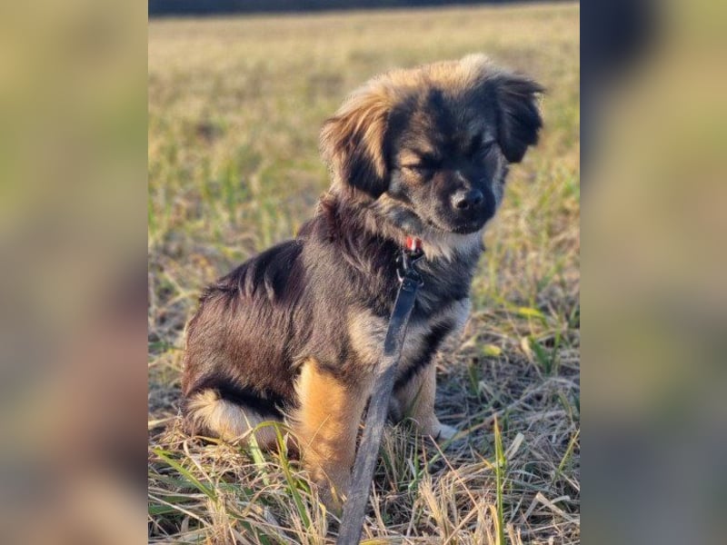 Kleine, feine ♥Roma♥ auf Körbchensuche