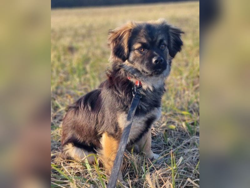 Kleine, feine ♥Roma♥ auf Körbchensuche