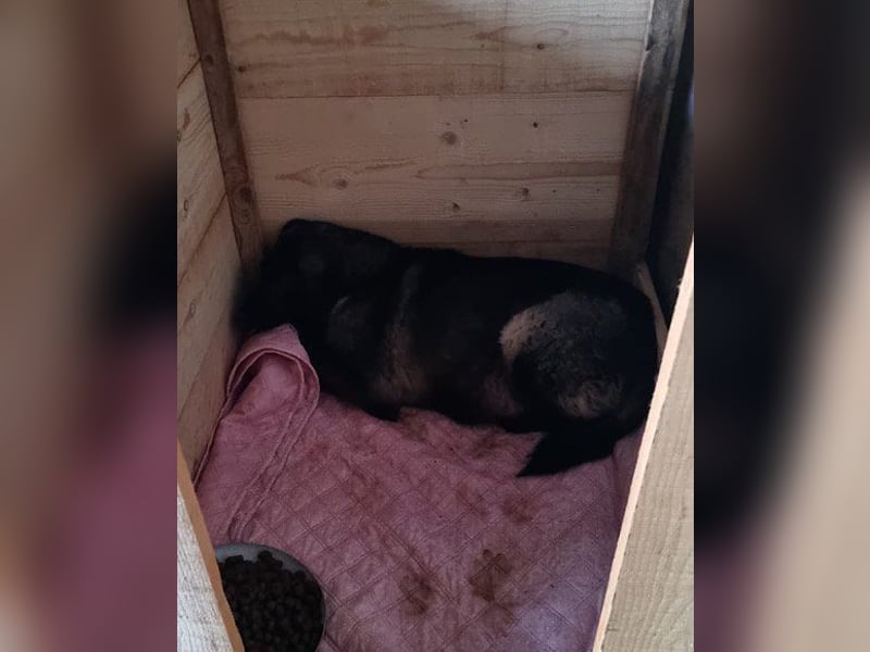 Schüchterne VIVA - sucht Liebe, Halt und Verständnis