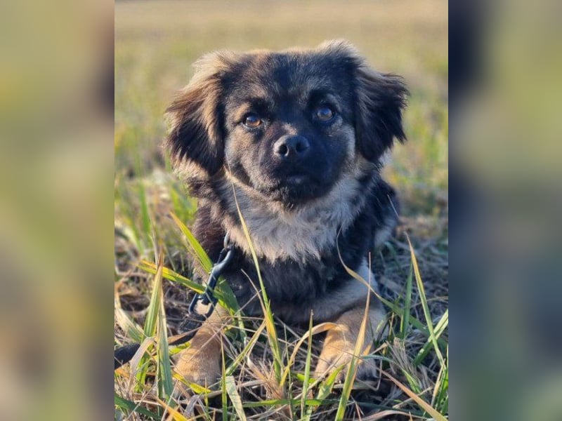 Kleine, feine ♥Roma♥ auf Körbchensuche