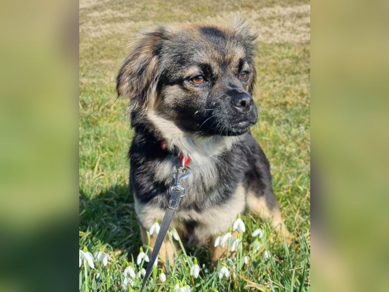Kleine, feine ♥Roma♥ auf Körbchensuche