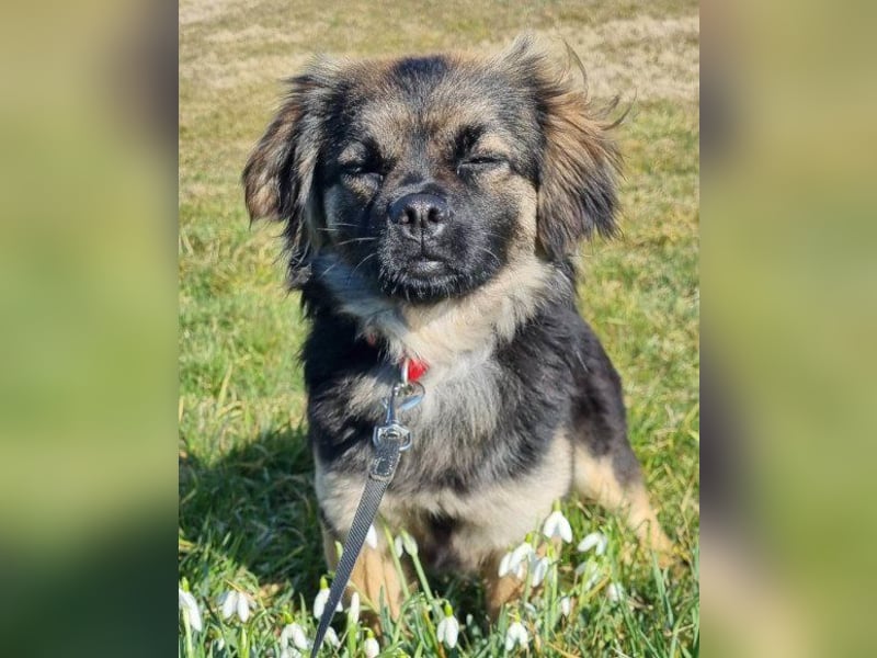 Kleine, feine ♥Roma♥ auf Körbchensuche
