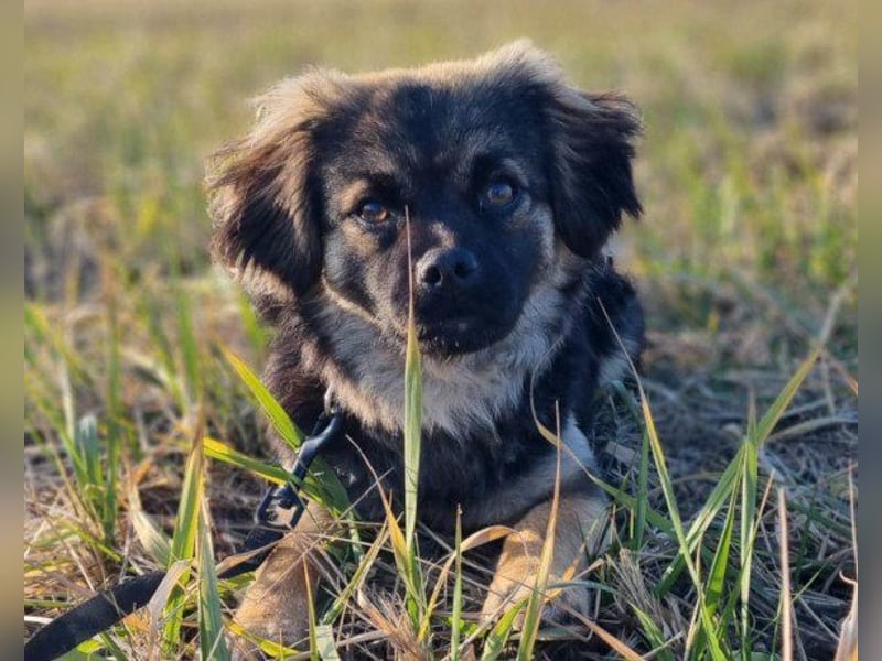 Kleine, feine ♥Roma♥ auf Körbchensuche