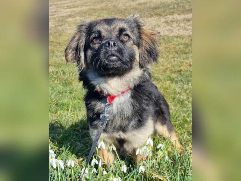 Kleine, feine ♥Roma♥ auf Körbchensuche