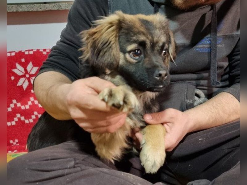 Kleine, feine ♥Roma♥ auf Körbchensuche