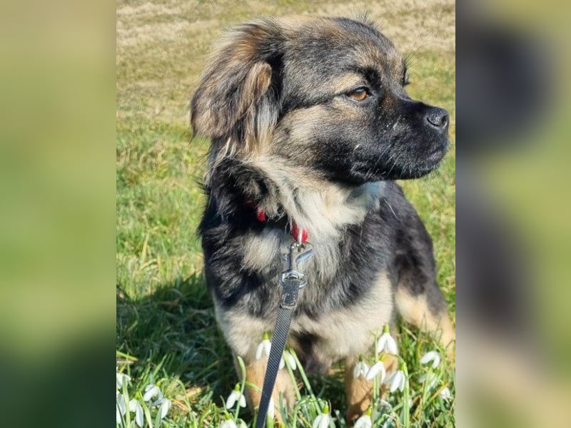 Kleine, feine ♥Roma♥ auf Körbchensuche