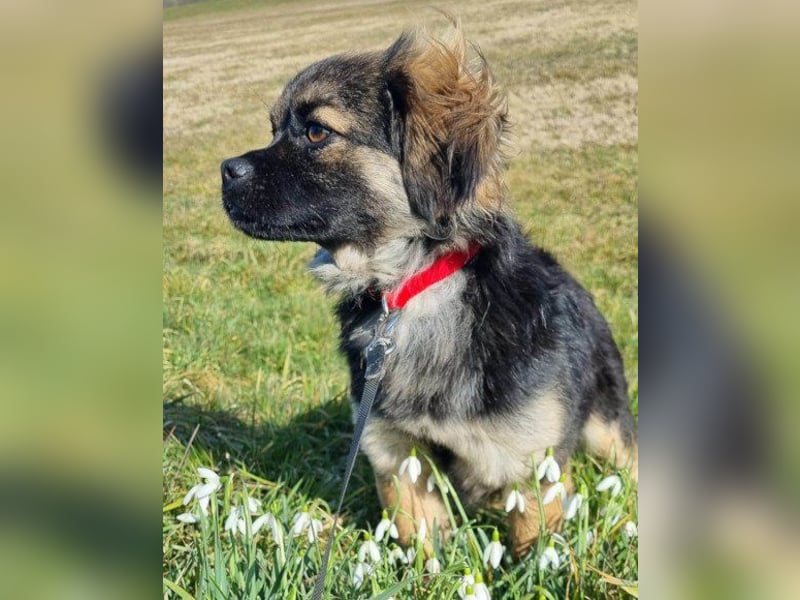 Kleine, feine ♥Roma♥ auf Körbchensuche