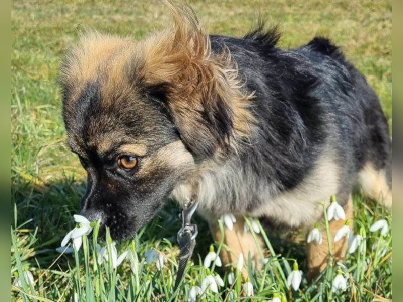 Kleine, feine ♥Roma♥ auf Körbchensuche