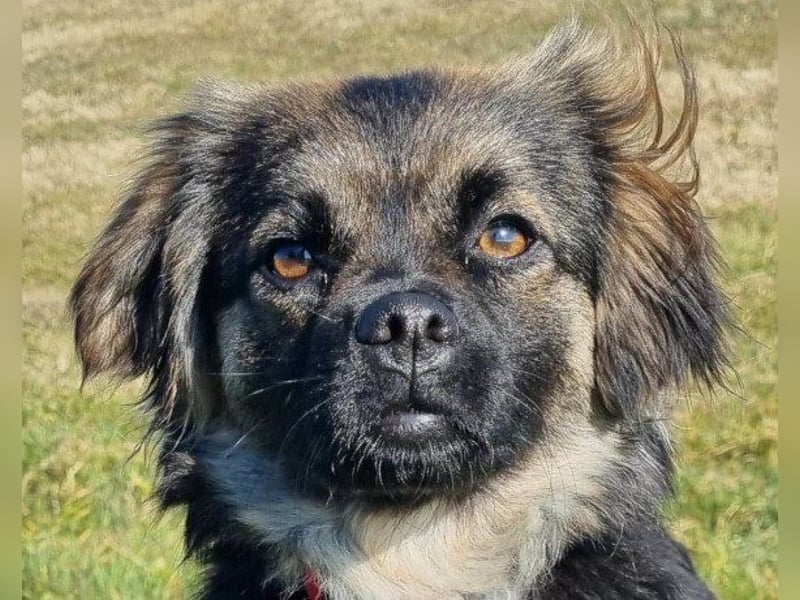 Kleine, feine ♥Roma♥ auf Körbchensuche