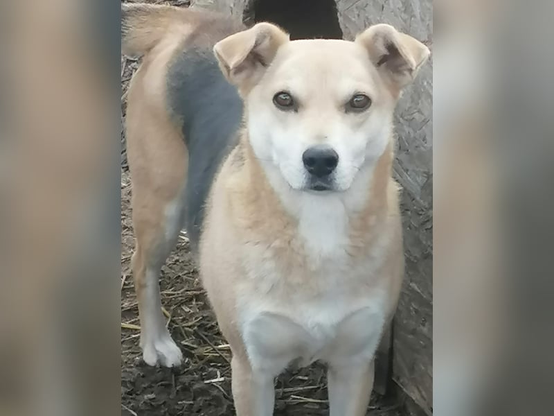 Lupita - Goldschatz sucht liebevolle Familie