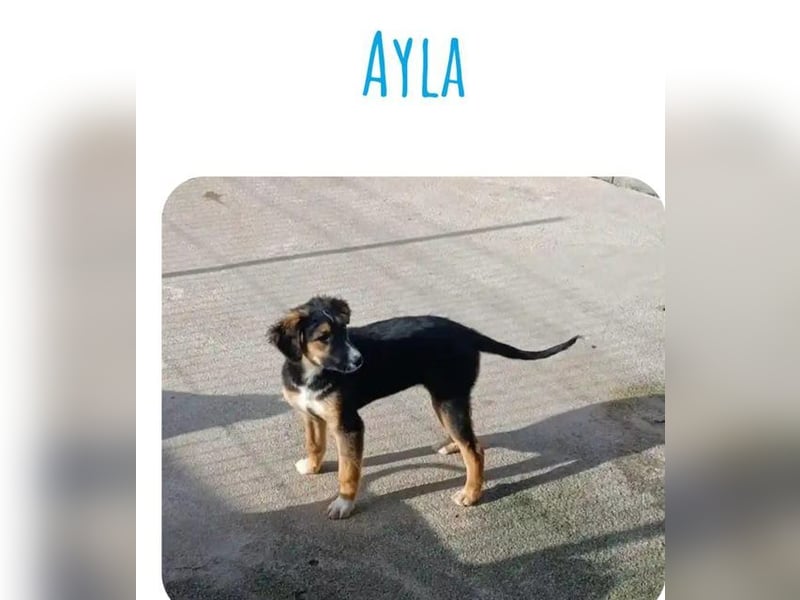 Ayla - kleine Gaunerin sucht neuen Wirkungskreis