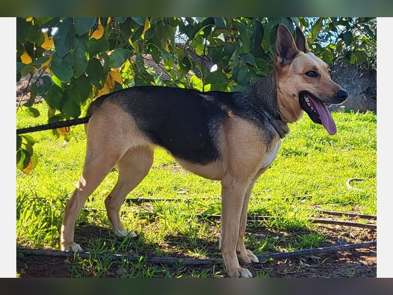Perla (PA) Tolle junge Hündin, voller Energie