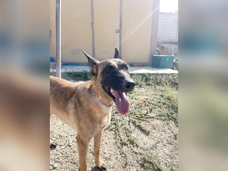 Durga(TO) ein Traumexemplar von einem Hund