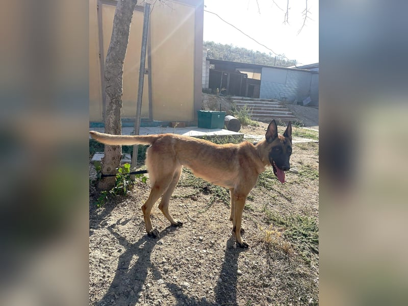 Durga(TO) ein Traumexemplar von einem Hund