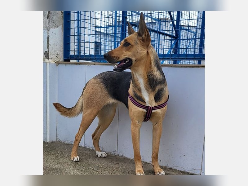 Perla (PA) Tolle junge Hündin, voller Energie