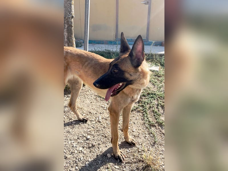 Durga(TO) ein Traumexemplar von einem Hund