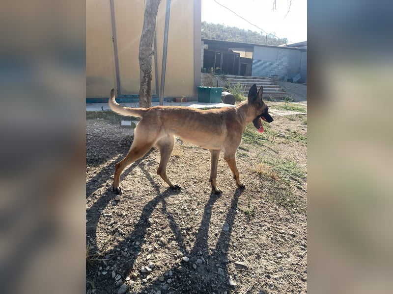 Durga(TO) ein Traumexemplar von einem Hund