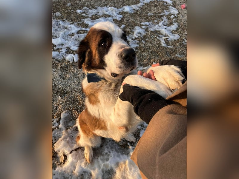 Brienne Slowakei (NB) Moskauer Wachhund Hündin