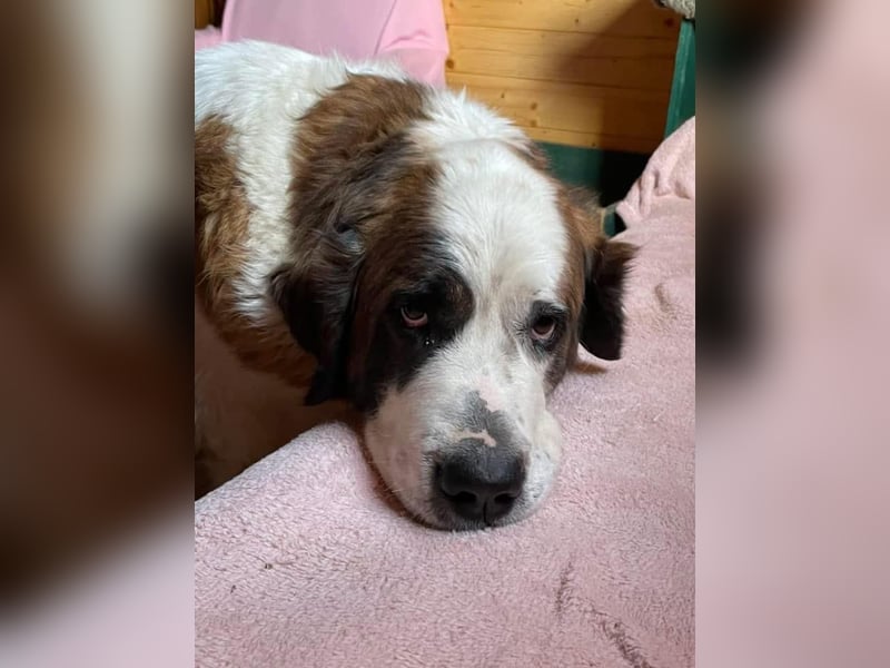 Brienne Slowakei (NB) Moskauer Wachhund Hündin