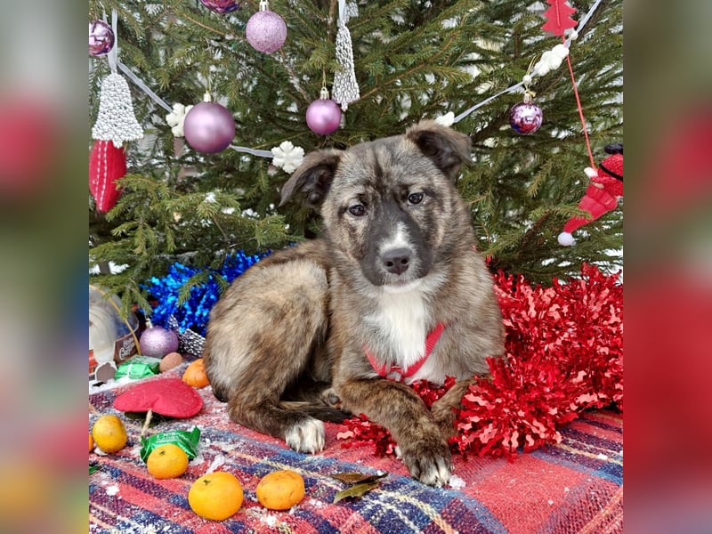 FREYA, *geb. 08/2024 - wunderschönes Mädchen sitzt schon auf gepacktem Koffer