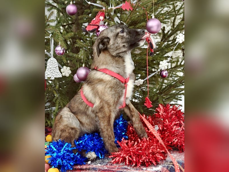 FREYA, *geb. 08/2024 - wunderschönes Mädchen sitzt schon auf gepacktem Koffer