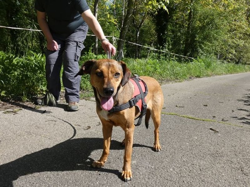 Giggia - Gute Laune auf vier Pfoten sucht Couch, Herz und Heimat