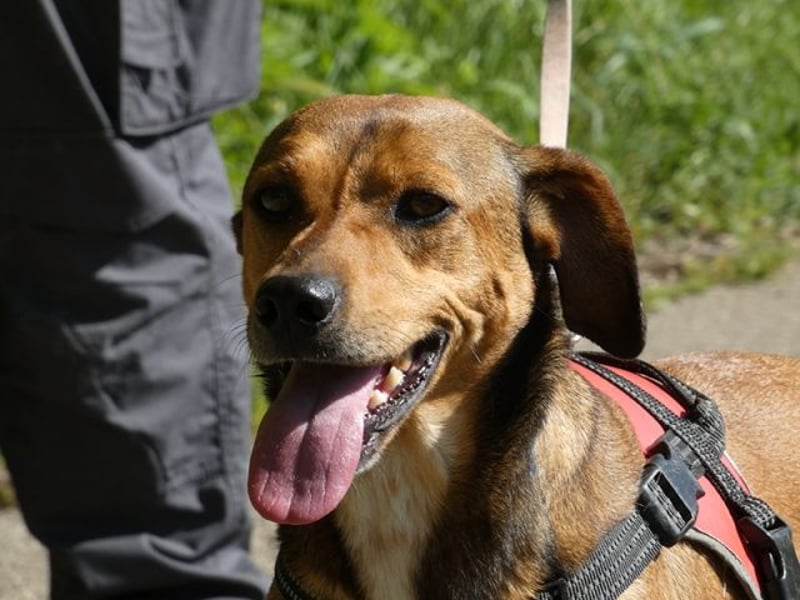 Giggia - Gute Laune auf vier Pfoten sucht Couch, Herz und Heimat