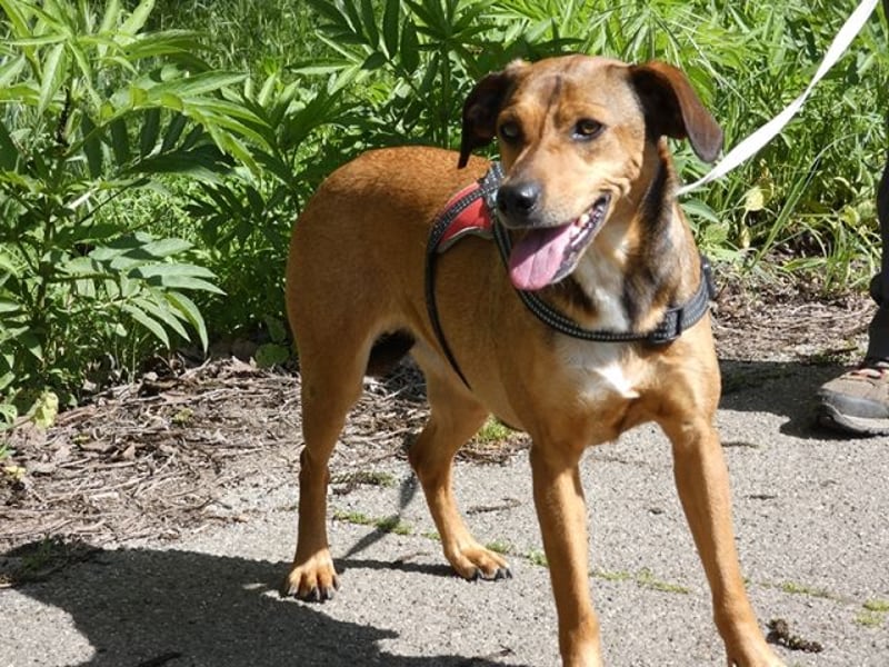 Giggia - Gute Laune auf vier Pfoten sucht Couch, Herz und Heimat