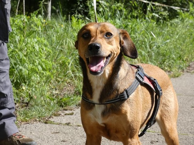 Giggia - Gute Laune auf vier Pfoten sucht Couch, Herz und Heimat