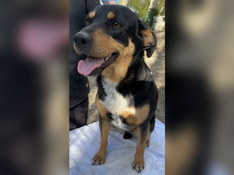 Dora - Anhängliche Dora sucht ihren Lieblingsmenschen