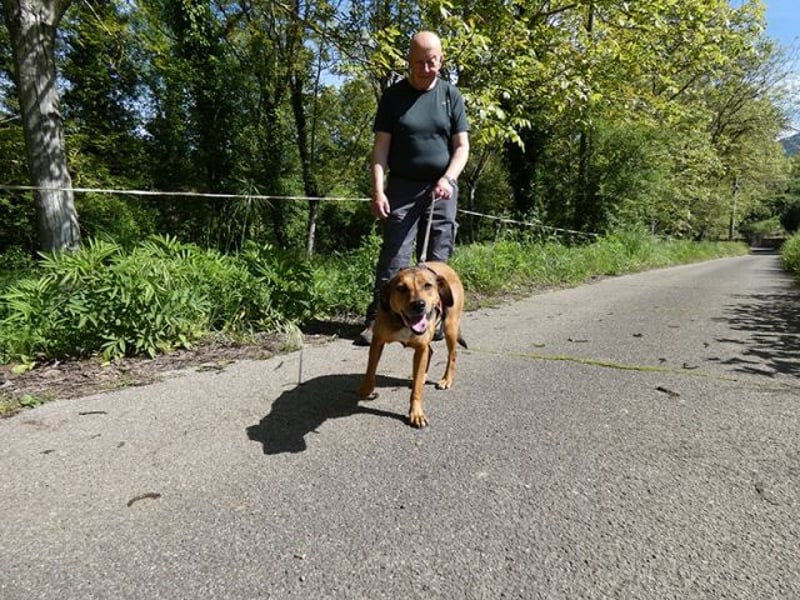 Giggia - Gute Laune auf vier Pfoten sucht Couch, Herz und Heimat