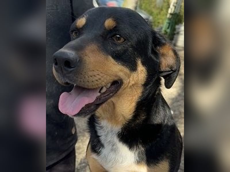 Dora - Anhängliche Dora sucht ihren Lieblingsmenschen