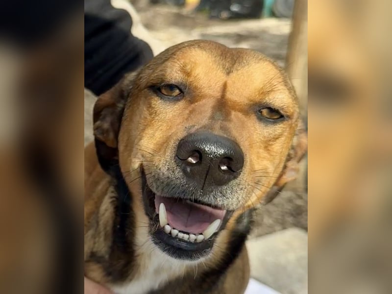 Giggia - Gute Laune auf vier Pfoten sucht Couch, Herz und Heimat