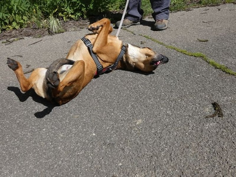 Giggia - Gute Laune auf vier Pfoten sucht Couch, Herz und Heimat