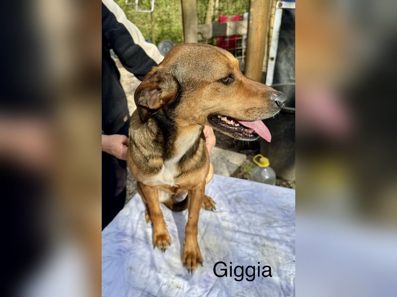 Giggia - einfach tanzen