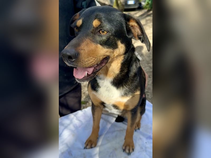 Dora - Anhängliche Dora sucht ihren Lieblingsmenschen