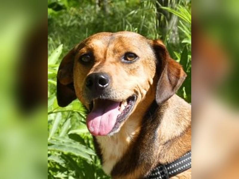 Giggia - Gute Laune auf vier Pfoten sucht Couch, Herz und Heimat