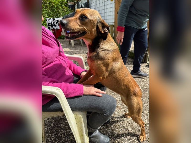 Giggia - Gute Laune auf vier Pfoten sucht Couch, Herz und Heimat