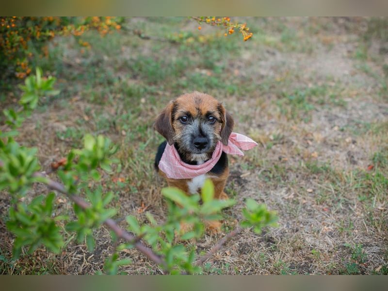 Chip 230598: Hundekind sucht ein Zuhause