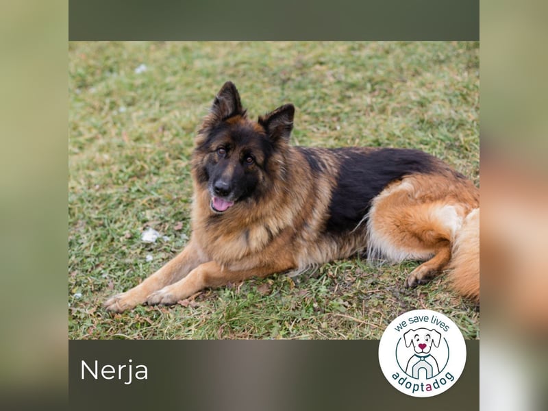 Nerja: Sucht ein Zuhause