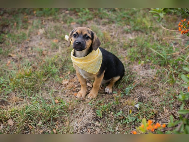 Chip 230691: Hundekind sucht ein Zuhause