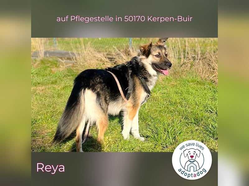 Reya: Wunderschön und voller Energie (auf Pflegestelle in 50170 Kerpen-Buir)