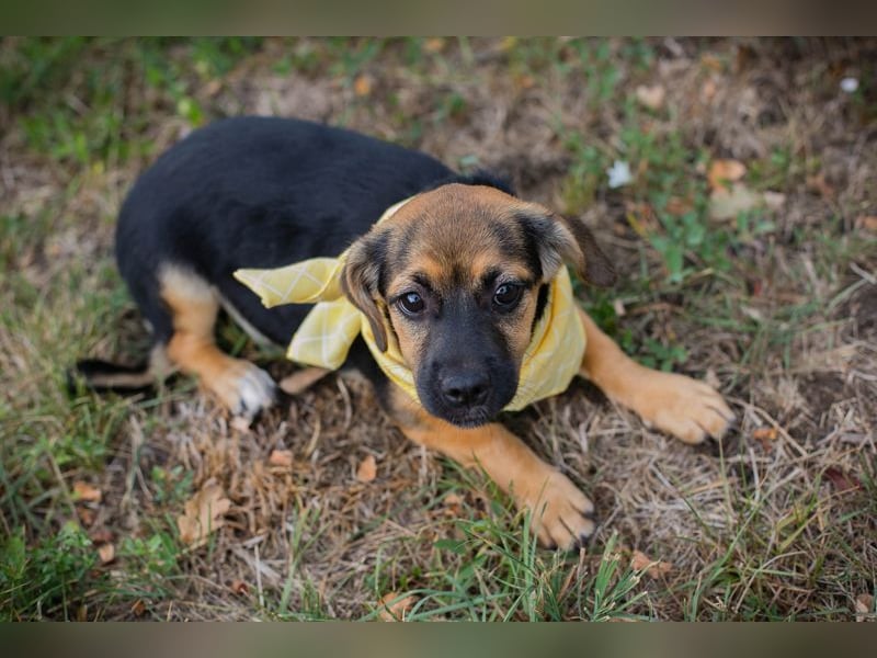 Chip 230691: Hundekind sucht ein Zuhause
