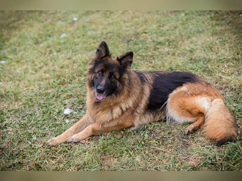 Nerja: Sucht ein Zuhause
