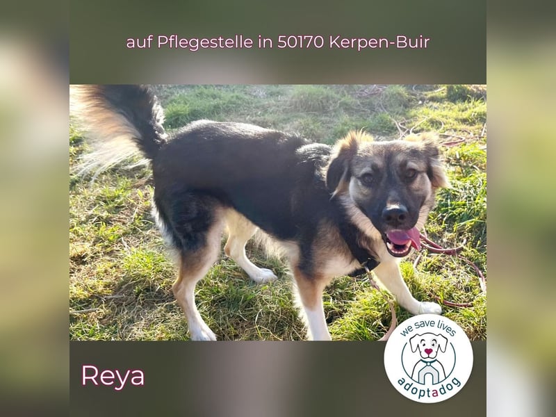 Reya: Wunderschön und voller Energie (auf Pflegestelle in 50170 Kerpen-Buir)