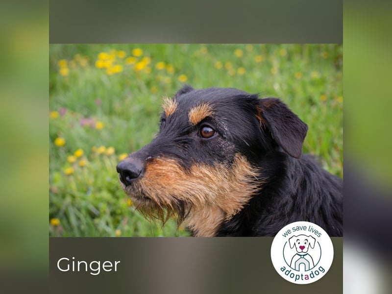 Ginger: sucht Geborgenheit