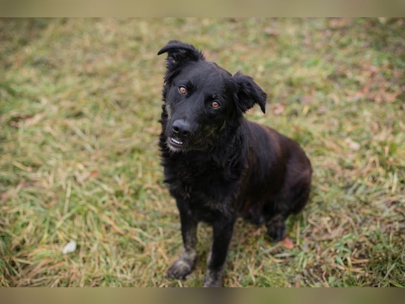 Meggy: Sucht ein Zuhause