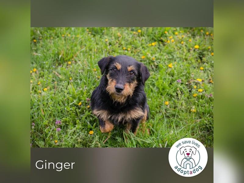 Ginger: sucht Geborgenheit
