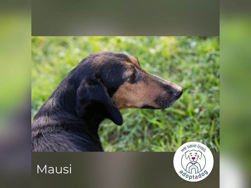 Mausi: sucht ihr Glück